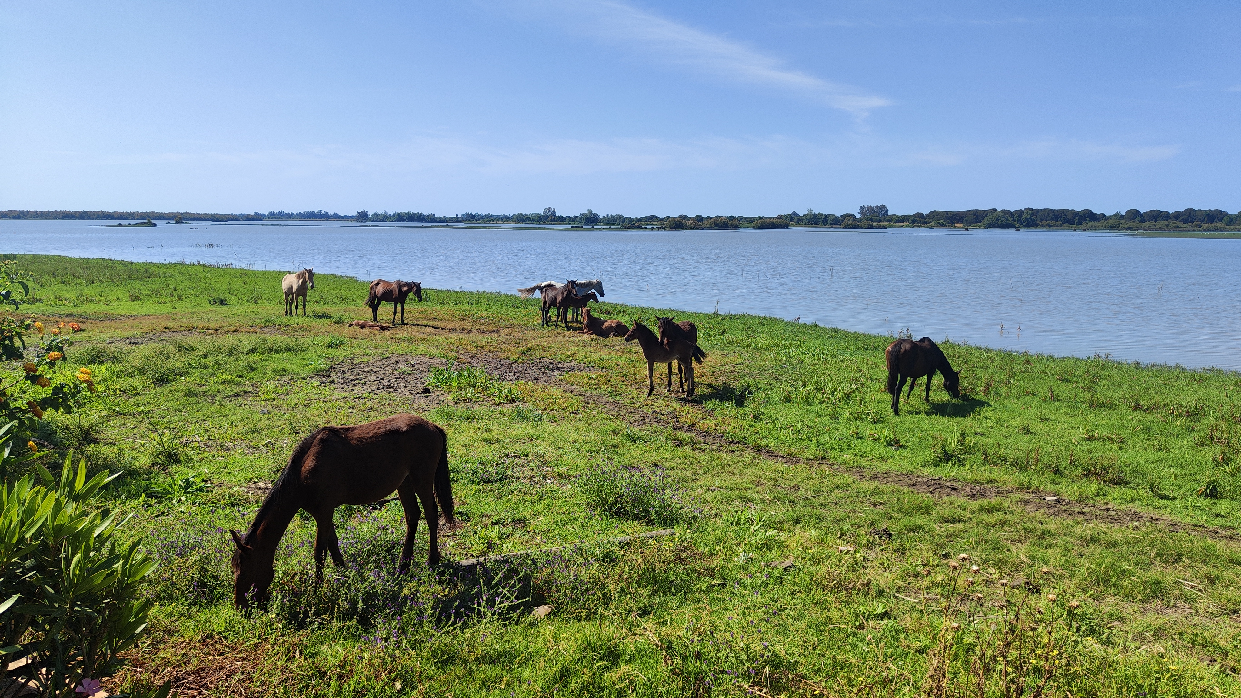 Paarden en veulens grazen vredig langs het moerasland bij El Rocío. Een vlak landschap met groene weilanden, blauwe lucht en bomen in de verte, doet denken aan Nederland.