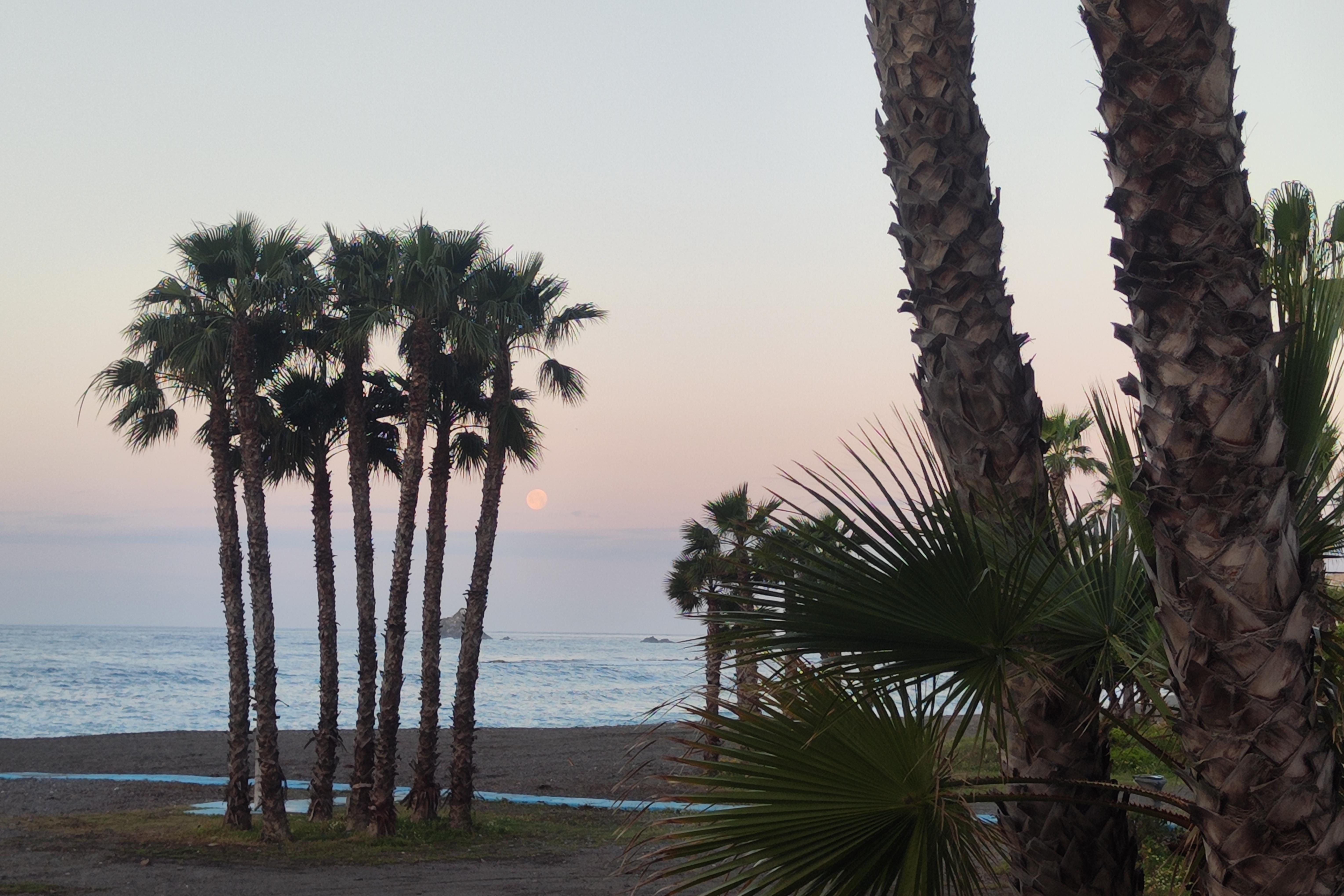 Strand van Almuñécar bij zonsopkomst met zeven hoge palmbomen, de Middellandse Zee, de bijna ondergaande volle roze voorjaarsmaan en op de achtergrond de Peñones de San Cristóbal